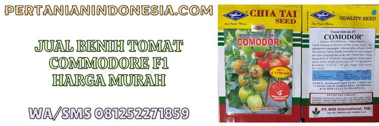 jual,benih,jual benih,jual benih tomat,jual benih tomat commodore,pertanian indonesia
